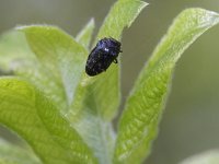 Trachys minutus 1, Wilgenprachtkevertje, Saxifraga-Rutger Barendse