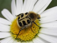 Trichius fasciatus 1, Penseelkever, Saxifraga-Rutger Barendse