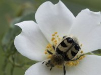 Trichius fasciatus 10, Penseelkever, Saxifraga-Willem van Kruijsbergen