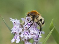 Trichius fasciatus 11, Penseelkever, Saxifraga-Mark Zekhuis