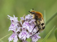 Trichius fasciatus 12, Penseelkever, Saxifraga-Mark Zekhuis