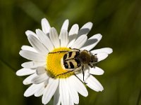 Penseelkever  The Bee Beetle "Trichius fasciatus" on Ox-eye daisy, Halden, Norway : Bee beetle, closeup, close up, color, colour, macro, Europe European, flower, flora, floral, Halden, horizontal, insect, nature natural, Norwegian, Ox-eye daisy, plant, Norway, Trichius fasciatus