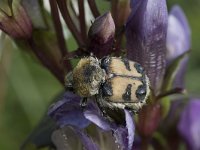 Trichius fasciatus 14, Penseelkever, Saxifraga-Willem van Kruijsbergen