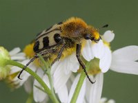 Trichius fasciatus 2, Penseelkever, Saxifraga-Peter Meininger