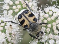 Trichius fasciatus 3, Penseelkever, Saxifraga-Rutger Barendse