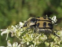 Penseelkever N0508 : Penseelkever, Trichius fasciatus