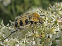 Penseelkever N0535 : Penseelkever, Trichius fasciatus