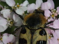 Trichius fasciatus 6, Penseelkever, Saxifraga-Rutger Barendse