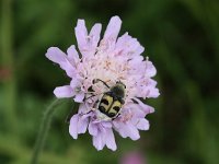 Trichius fasciatus 7, Penseelkever, Saxifraga-Peter Meininger