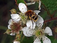 Trichius fasciatus 8, Penseelkever, Saxifraga-Hans Dekker