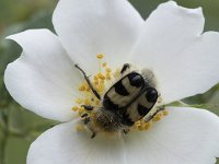 Trichius fasciatus 9, Penseelkever, Saxifraga-Willem van Kruijsbergen