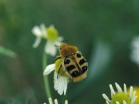 Trichius zonatus 1, Penseelkever, Saxifraga-Frits Bink