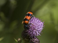 Trichodes alvearius 1, Behaarde bijenwolf, Saxifraga-Jan van der Straaten