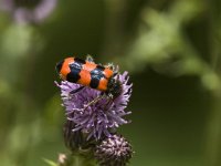 Trichodes alvearius 2, Behaarde bijenwolf, Saxifraga-Jan van der Straaten