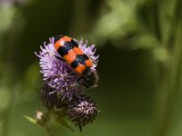 Trichodes alvearius 4, Behaarde bijenwolf, Saxifraga-Jan van der Straaten