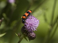 Trichodes alvearius 5, Behaarde bijenwolf, Saxifraga-Jan van der Straaten