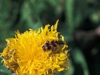 Trichodes alvearius 6, Behaarde bijenwolf, Saxifraga-Frits Bink