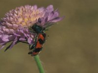 Trichodes alvearius 7, Behaarde bijenwolf, Saxifraga-Frits Bink