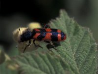 Trichodes alvearius 8, Behaarde bijenwolf, Saxifraga-Frits Bink