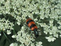 Trichodes apiarius 1, Bijenkever, Saxifraga-Frits Bink