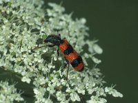 Trichodes apiarius 3, Bijenkever, Saxifraga-Frits Bink