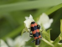 Trichodes apiarius 4, Bijenkever, Saxifraga-Willem van Kruijsbergen