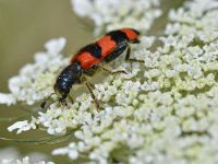 Trichodes apiarius 5, Bijenkever , Saxifraga-Tom Heijnen