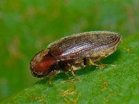 Trixagus sp