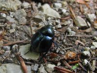 Trypocopris vernalis 1, Voorjaarsmestkever, Saxifraga-Al Vrezec