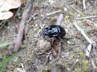 Typhaeus typhoeus 1, Driehoornmestkever, Saxifraga-Mark Zekhuis