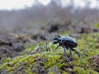 Typhaeus typhoeus 2, Driedoornige mestkever, Saxifraga-Mark Zekhuis