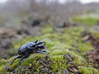 Typhaeus typhoeus 3, Driedoornige mestkever, Saxifraga-Mark Zekhuis