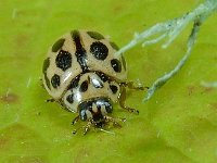 Tytthaspis sedecimpunctata 3, Zestienstippelig lieveheersbeestje, Saxifraga-Ab H Baas