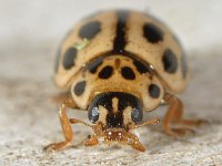 Tytthaspis sedecimpunctata 4, Zestienstippelig lieveheersbeestje, Saxifraga-Ab H Baas