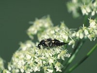 Variimorda villosa 1, Viltbandkevertje, Saxifraga-Frits Bink