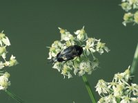 Variimorda villosa 2, Viltbandkevertje, Saxifraga-Frits Bink