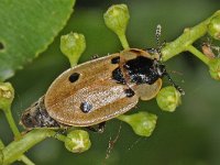 Xylodrepa quadrimaculata 1, Rupsenaaskever, Saxifraga-Ab H Baas