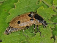 Xylodrepa quadrimaculata 2, Rupsenaaskever, Saxifraga-Ab H Baas