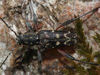 Xylotrechus rusticus 1, Saxifraga-Rutger Barendse