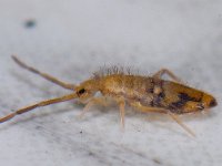 Entomobrya nivalis