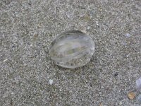 Pleurobrachia pileus, Sea Gooseberry