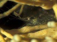 Haliclona oculata 10, Geweispons, Saxifraga-Eric Gibcus