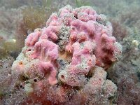 Haliclona xena 8, Paarse buisjesspons, Saxifraga-Tom Heijnen