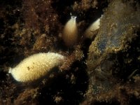 Sycon ciliatum, Barril Sponge