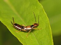 Forficula auricularia 18, Gewone oorworm, Saxifraga-Tom Heijnen