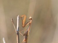 Dictyoptera, Kakkerlakken-Bidsprinkhanen, Cockroaches-Mantids