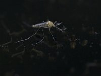 Diptera, Vliegen-Muggen, Flies-Mosquitos