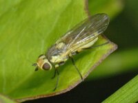 Agromyzidae sp