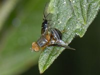 Anomoia purmunda 01 #13196 : Anomoia purmunda, Picture Wing Fly, Boorvlieg