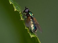 Chloromyia formosa 10, Gewone prachtwapenvlieg, Saxifraga-Mark Zekhuis